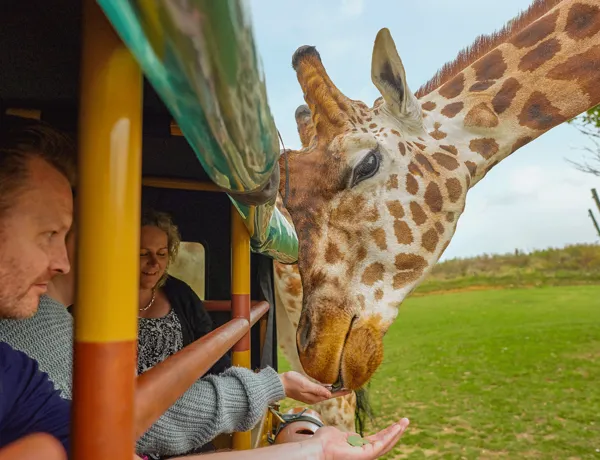 Chessington Zoo Vip Animal Experiences