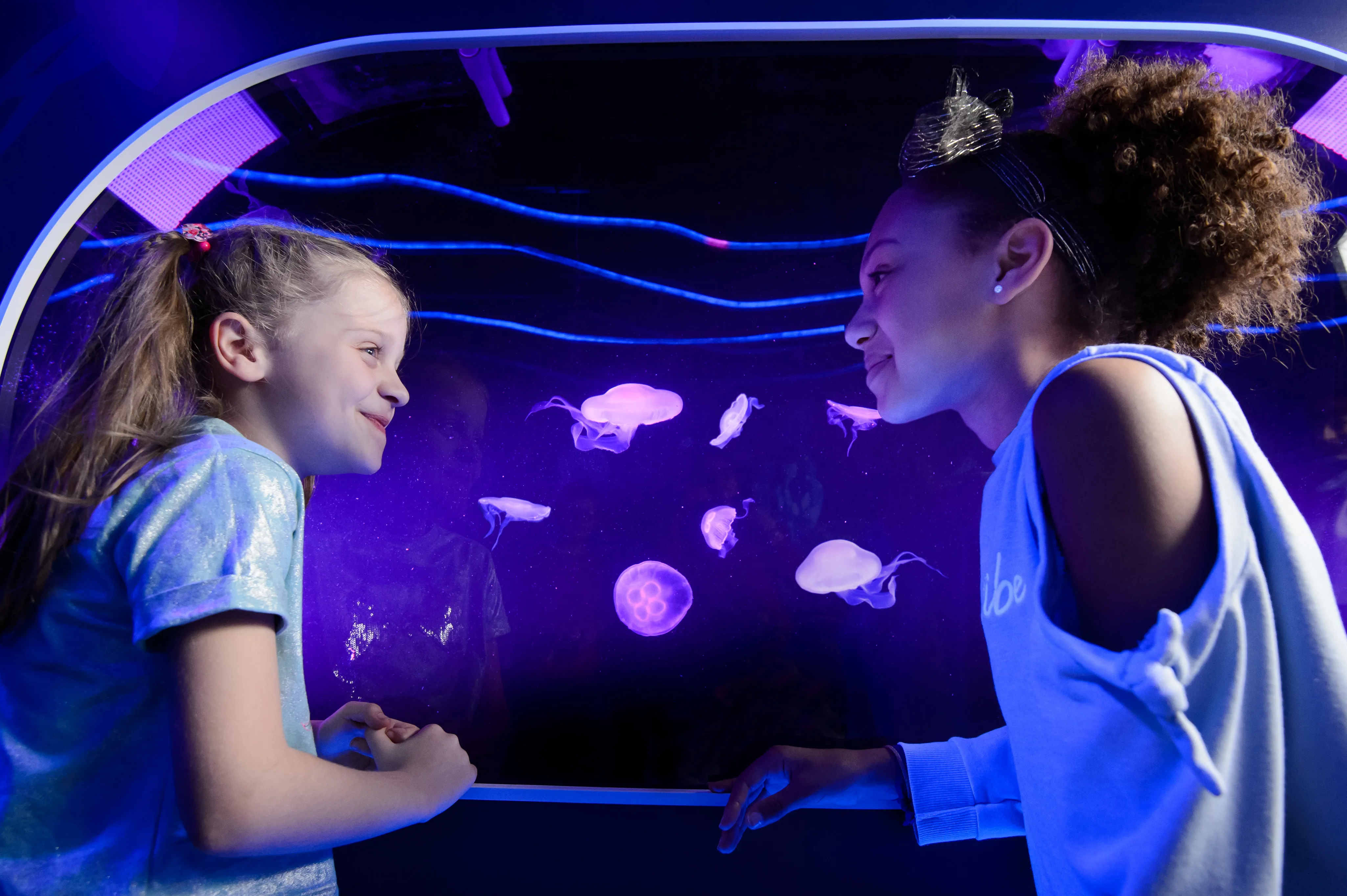 Jellyfish at SEA LIFE London